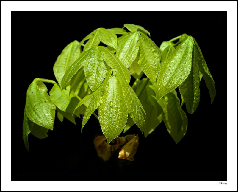 Spring Emerging Greens