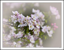 A Crabapple Bouquet Announces Winter Is Over