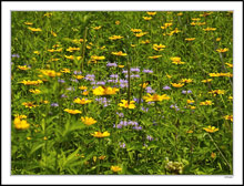 Wild Bergamot in Purple Territory