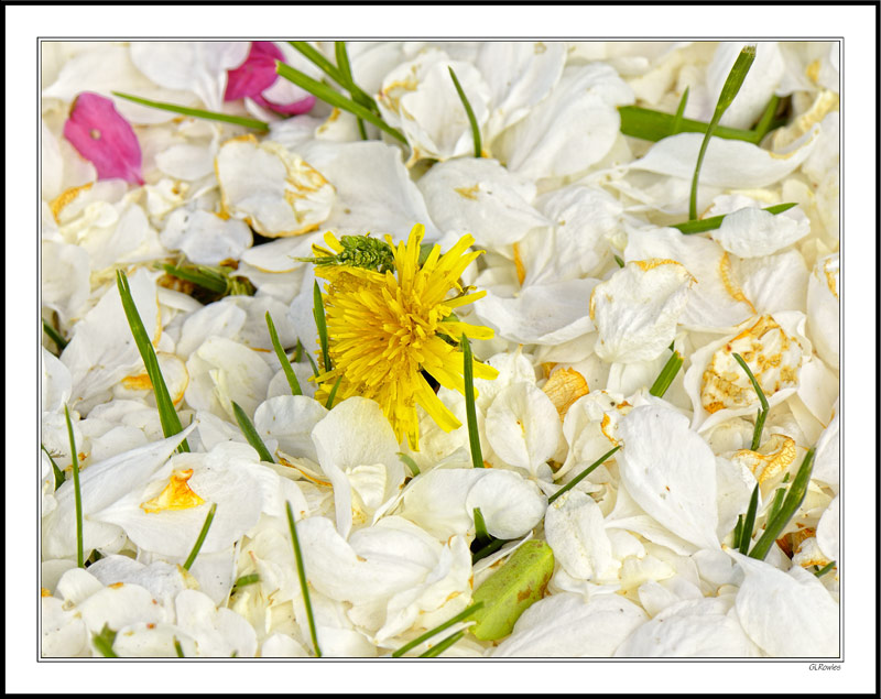 Soft Bed of Petals Surround A Dandelion