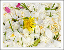 Soft Bed of Petals Surround A Dandelion