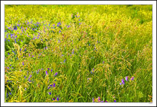 Wild Seed and Flowers Beautify Roadsides