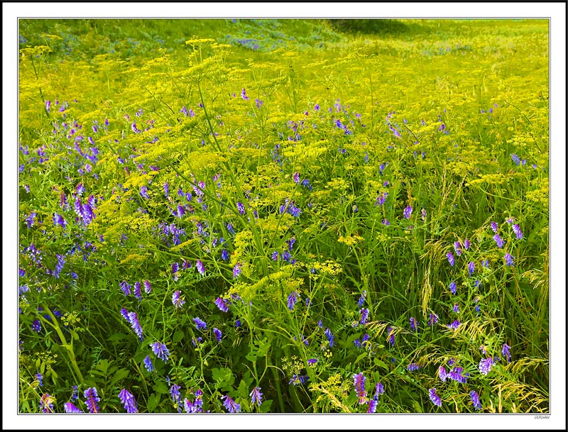 Wild Seed and Flowers Beautify Roadsides