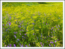 Wild Seed and Flowers Beautify Roadsides