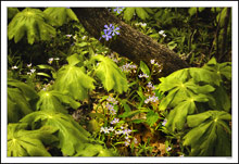 Phlox Emerge Among Miniature Umbrellas