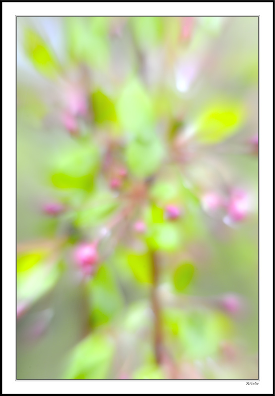 Sparkle Blossoms