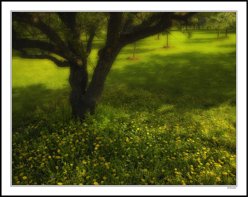 Dandelions Sprinkled in the Shade I