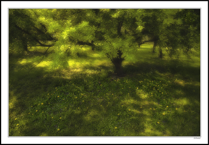 Dandelions Sprinkled in the Shade II