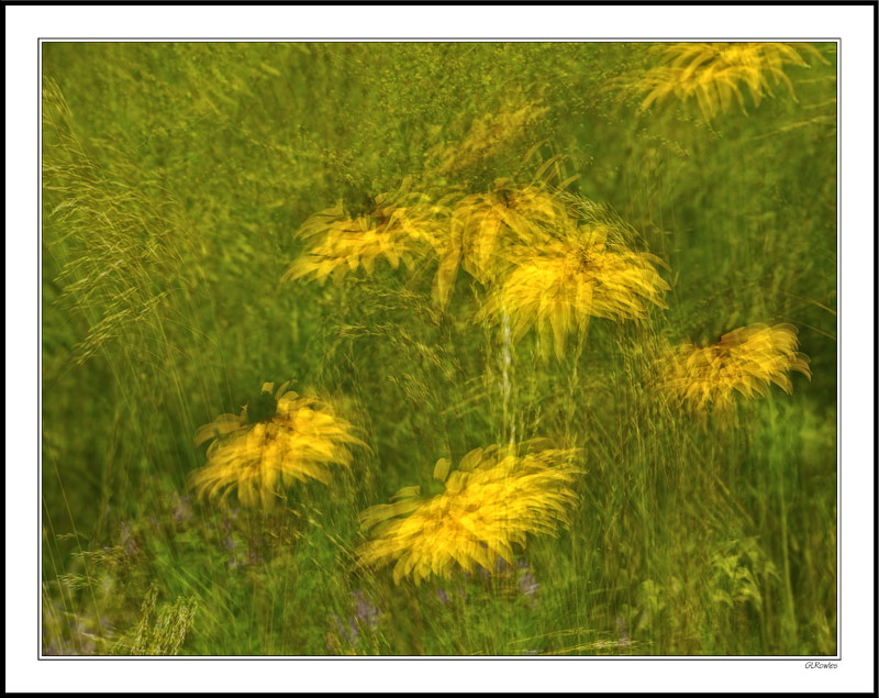 Windblown Cones