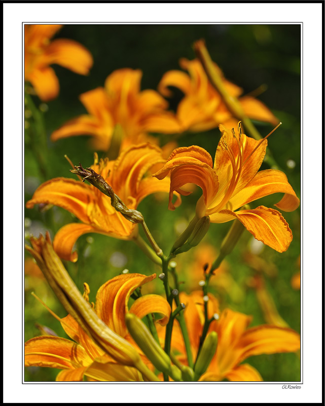 Vibrant Lilies I