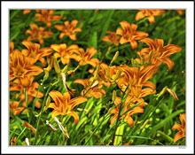 Vibrant Lilies II