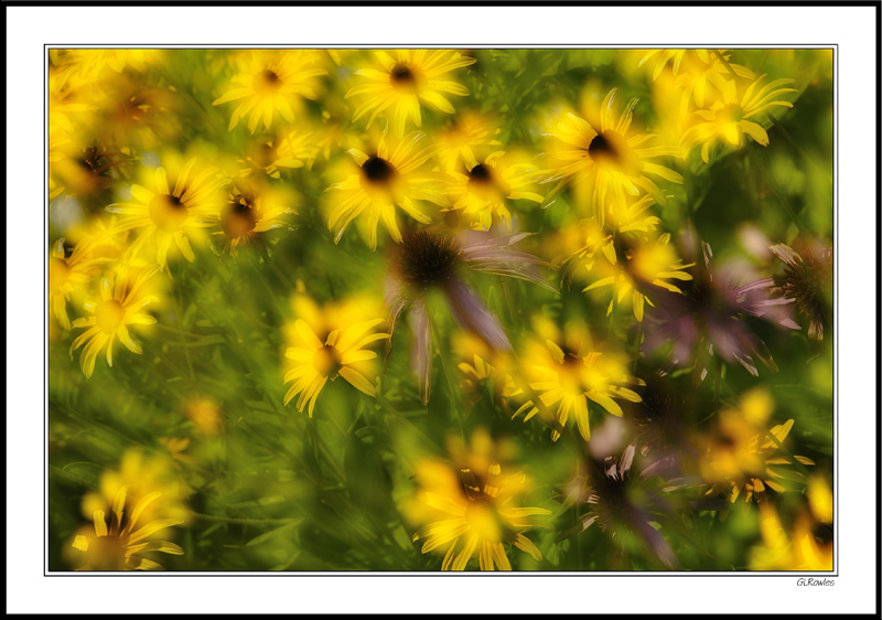 Cone Flower Fireworks