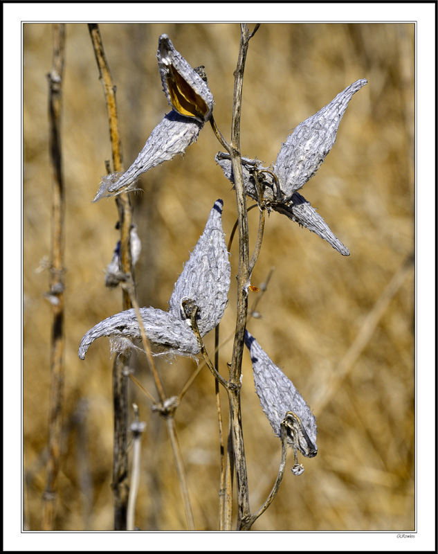 Milkweed Flight