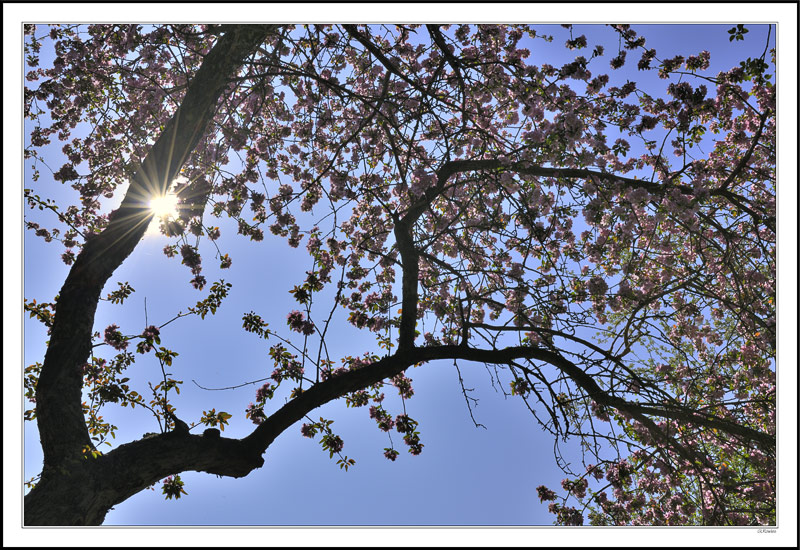 Sunblossoms