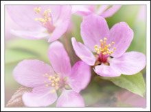 Golden Anthers