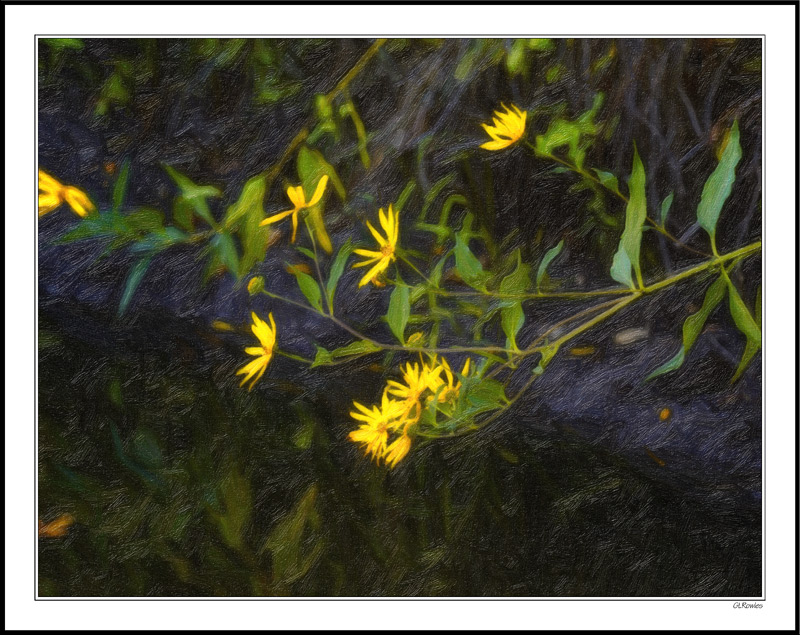 Maximillian Sunflowers Outreach