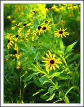 Blackeyed Susan Cascade