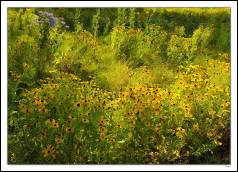 Blackeyed Susan Excitement