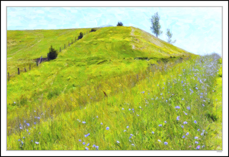 Climbing Chickory