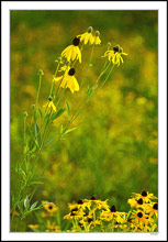 Cone Flowers Launch I