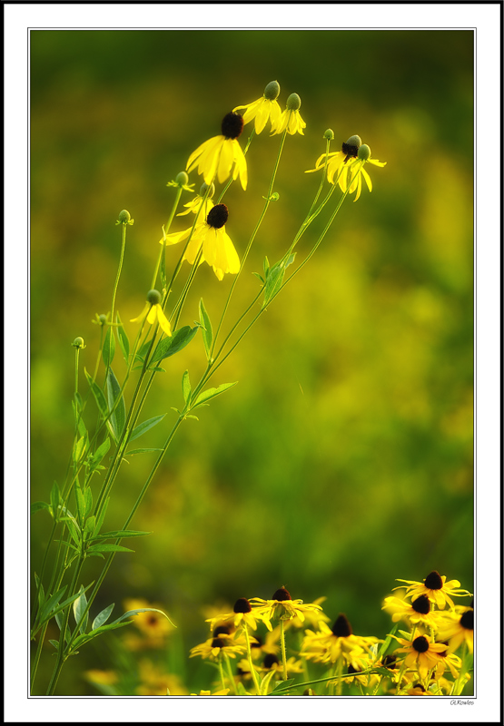 Cone Flowers Launch II