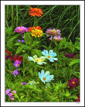 Painted Ox-eyes and Zinnias in a Summer Garden