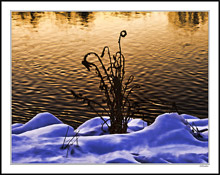 Summer's Weeds, Winter's Bouquets