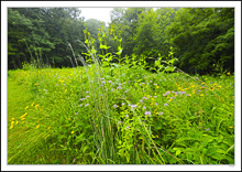 Wildflower Row