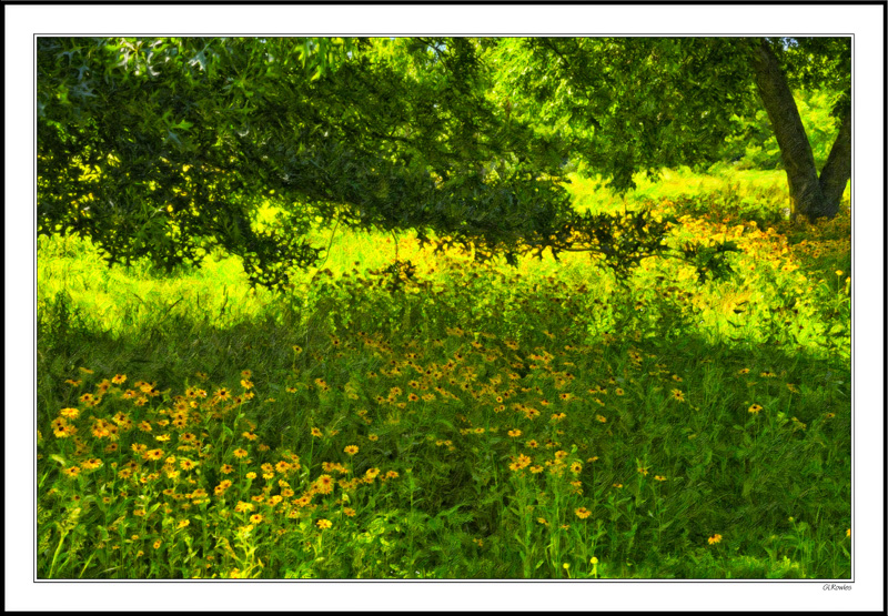 Susans' Shadows