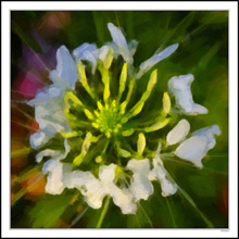 Cleome Excitement