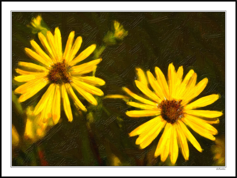 Sunflower Duet