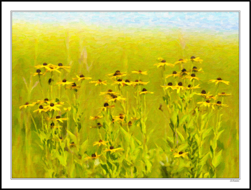 Blackeyed Susan Meadow