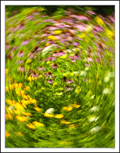 NWildflower Swirl