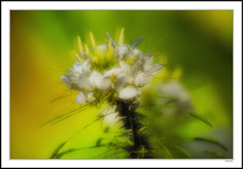 Cleome Glamour