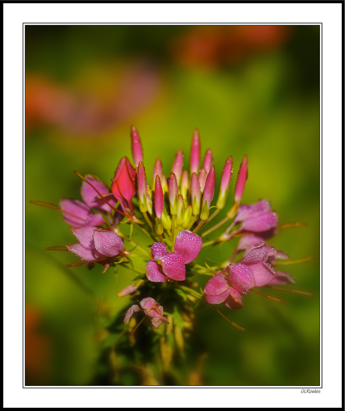 Cleome Dew