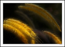 Foxtail Glow