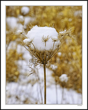 Winter Snow Blossom