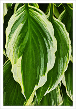 Hostas