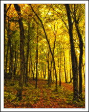 Amber Light Floods The Forest