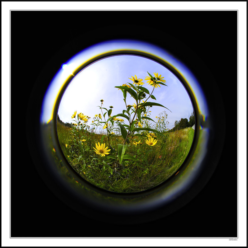 Eyeing The Sunflowers