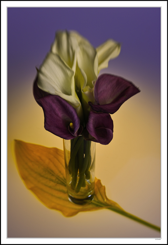 Cala Lilies On Hosta