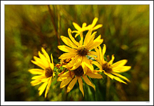 Radiant Sunflowers I