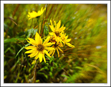 Radiant Sunflowers II