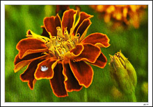 Jeweled Marigold Screen