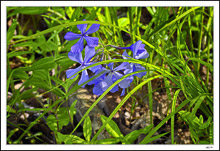 Shy Phlox