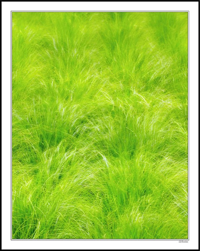 Whisper Grass