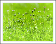 Cone Flower Chorus