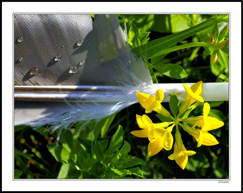 Feather & Fleur