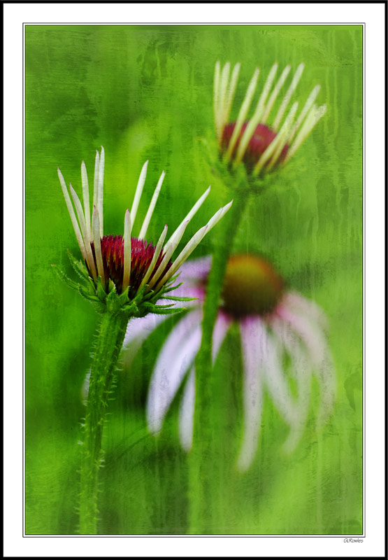 Watershed Wildflowers