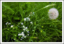 Roadside Beauty